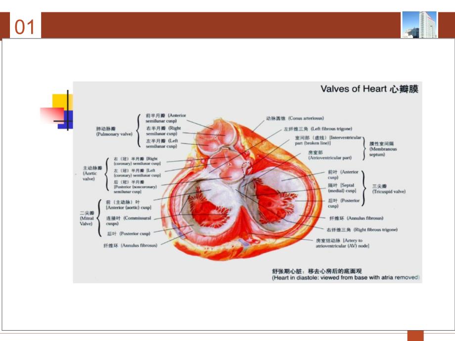 心脏瓣膜病病人的护理课件_第4页