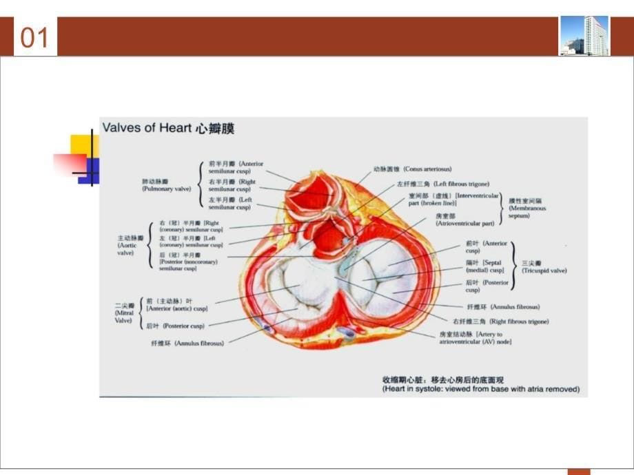 心脏瓣膜病病人的护理课件_第5页