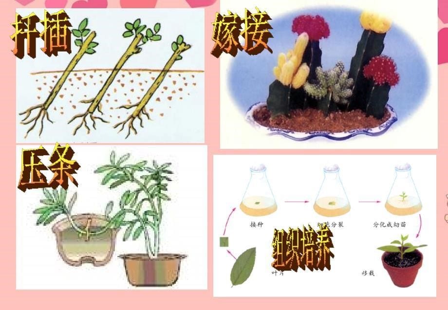 山东省高密市银鹰文昌中学八年级生物下册7.2.2克隆技术课件 济南版_第5页