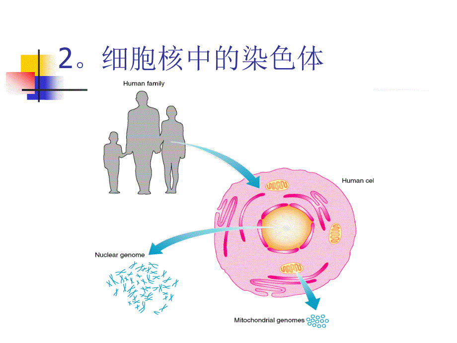 基因组测序流程介绍_第4页