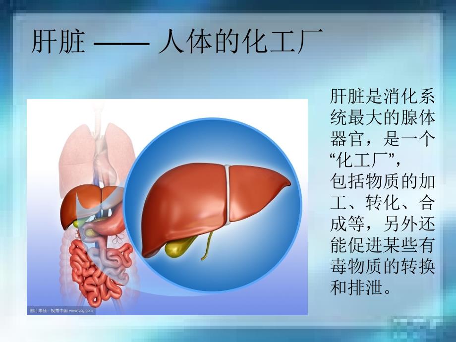 慢性乙型病毒性肝炎.ppt_第2页