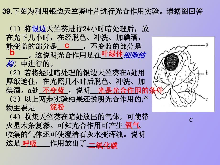 蒸腾呼吸和光合作用_第3页