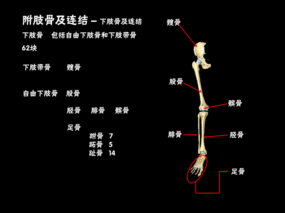 下肢骨与其连结课件.ppt_第2页