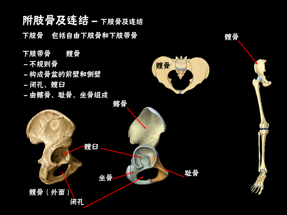 下肢骨与其连结课件.ppt_第3页