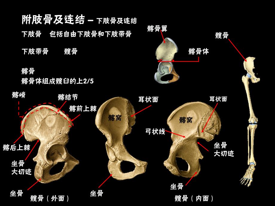 下肢骨与其连结课件.ppt_第4页