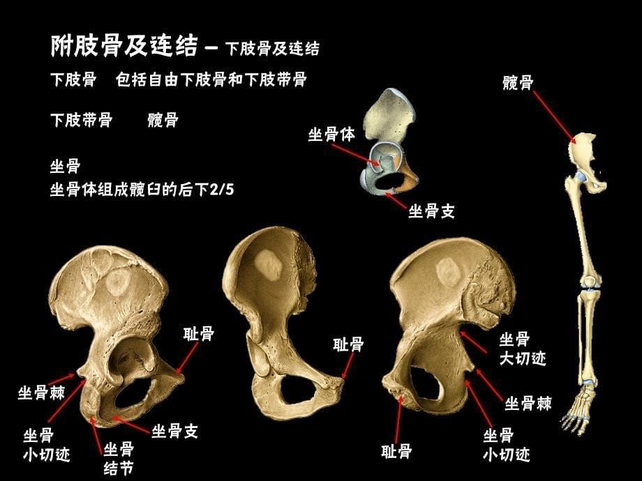 下肢骨与其连结课件.ppt_第5页