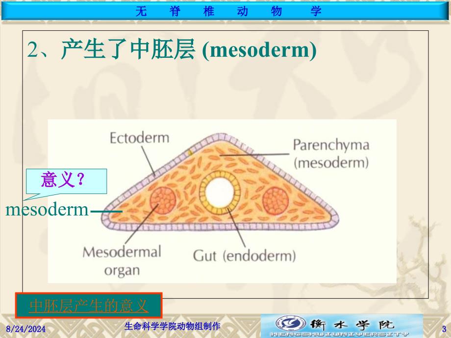 第七章-扁形动物门_第3页