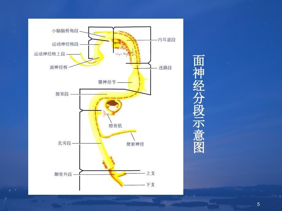 面神经解剖.xPowerPoint演示文稿_第5页