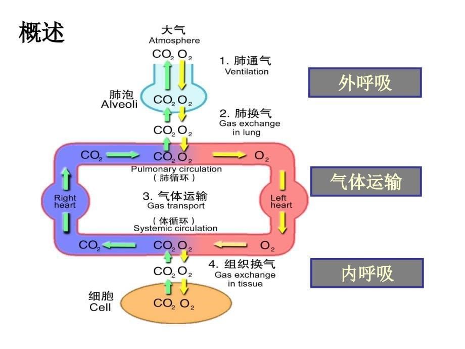 机能试验学：十一 呼吸功能不全_第5页