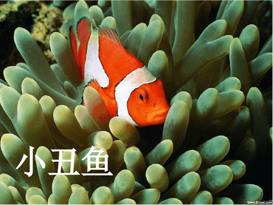 一年级语文上册小海马课件1沪教版_第4页