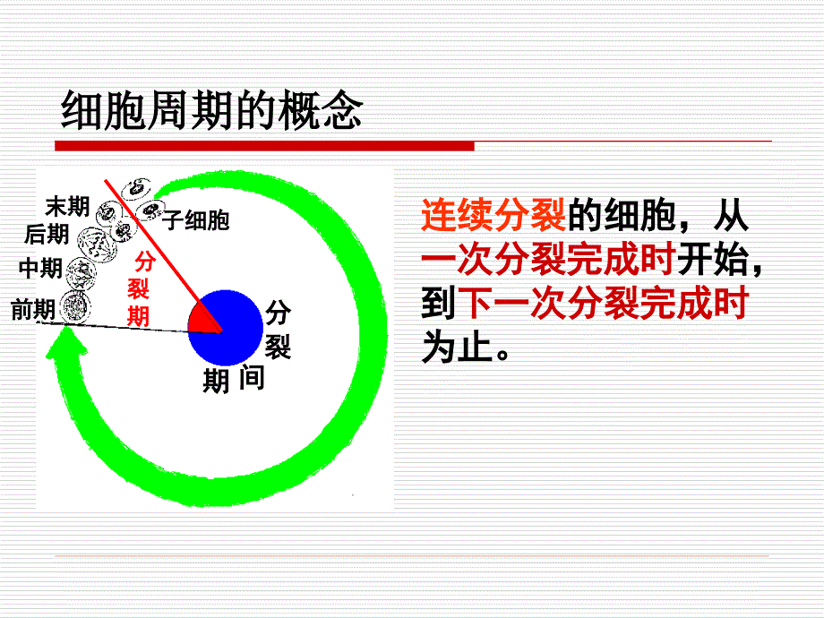 细胞增殖(新)_第3页