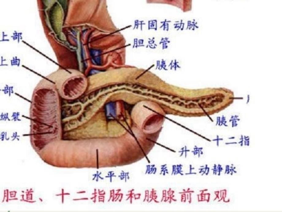 胰脾疾病超声诊断_第5页