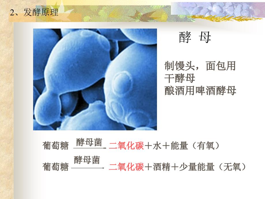 医学课件第二节人类对细菌和真菌的利用_第4页