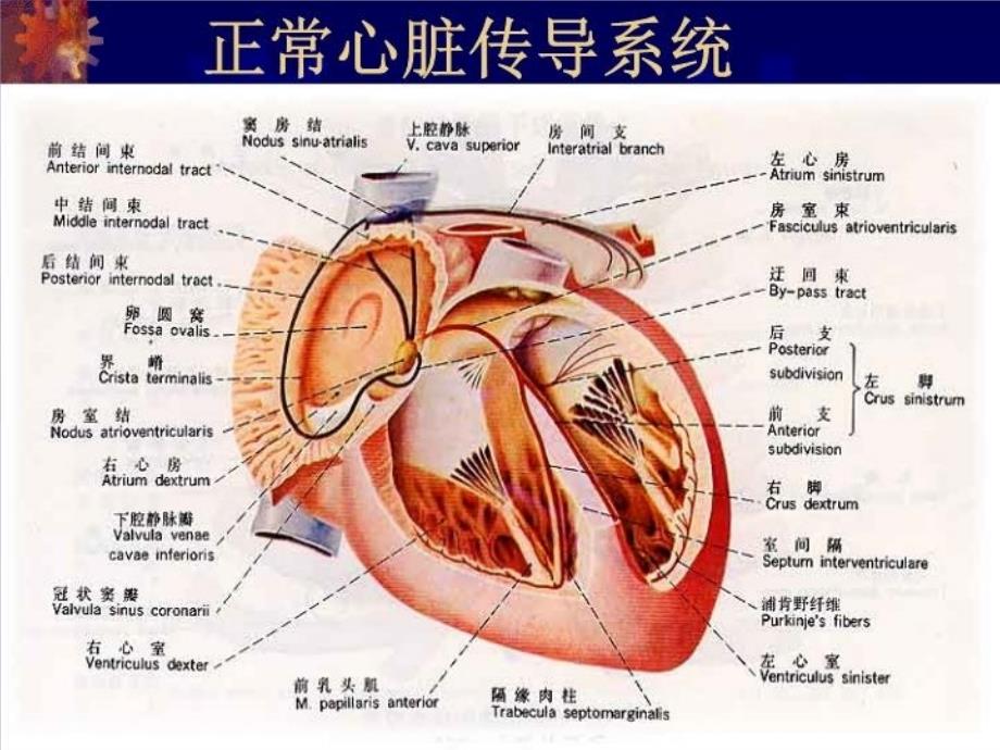 最新心电图甚本知识PPT课件_第3页