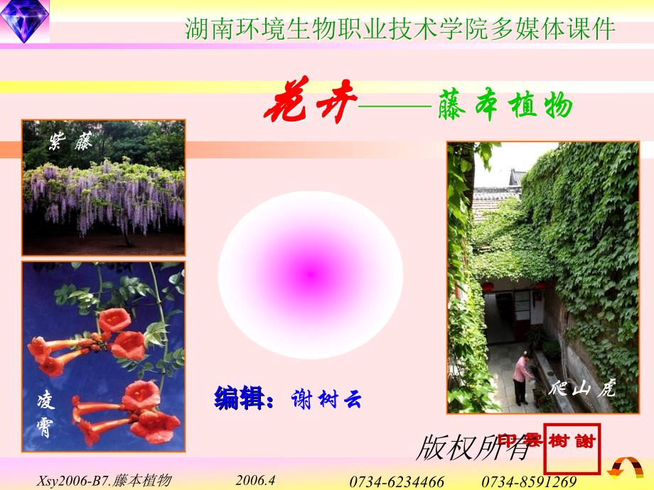 卉学——藤本植物_第1页