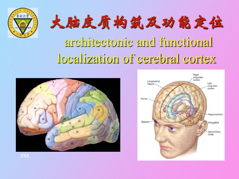 大脑皮质结构与功能分区_第1页