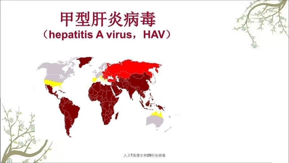 人卫7版微生物29肝炎病毒课件_第5页