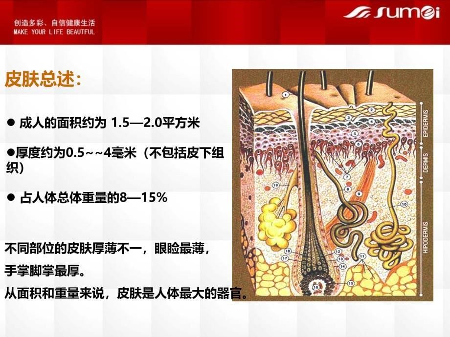 皮肤结构与功能.ppt_第5页