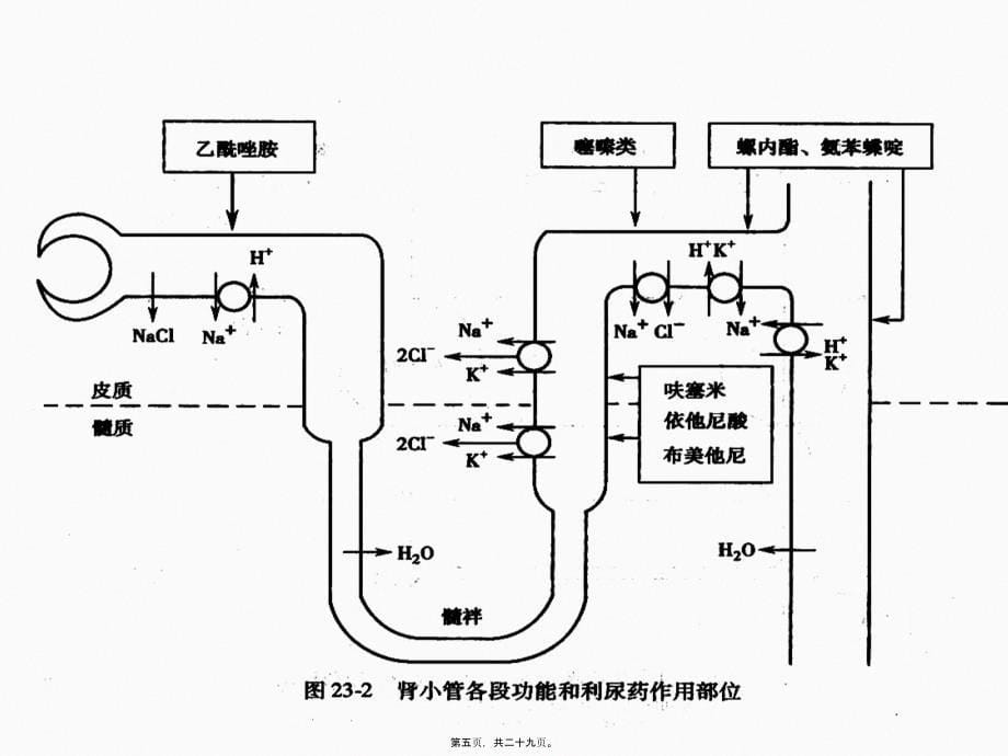 第二十二章利尿药和脱水药新课件_第5页