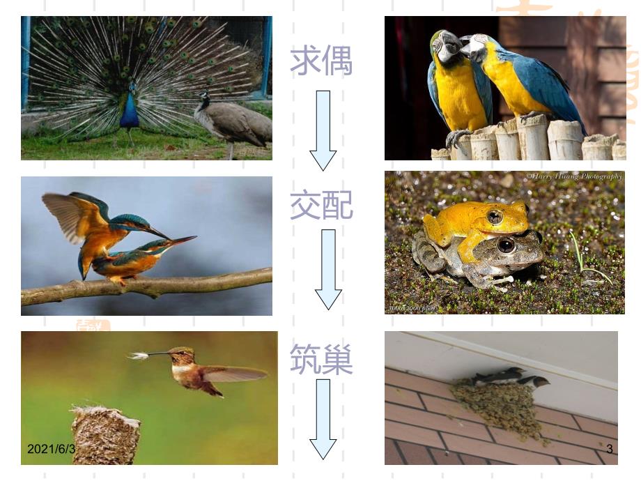 四年级科学下册课件-动物的繁殖活动_第3页