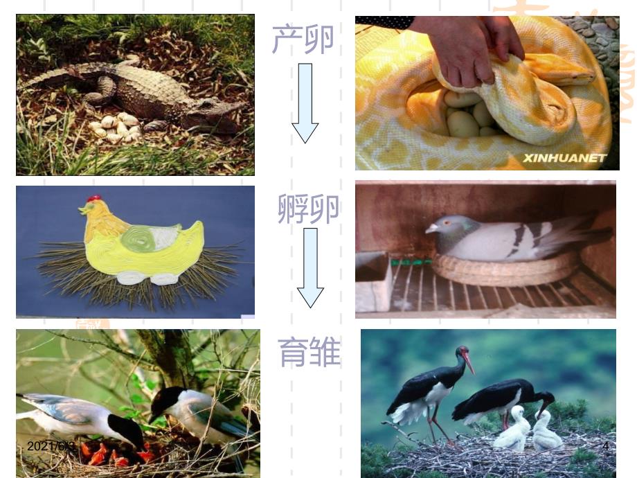 四年级科学下册课件-动物的繁殖活动_第4页