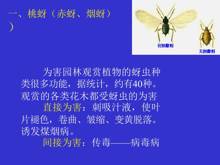 园林昆虫-刺吸性害虫ppt课件教学教程_第2页