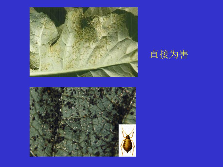 园林昆虫-刺吸性害虫ppt课件教学教程_第3页