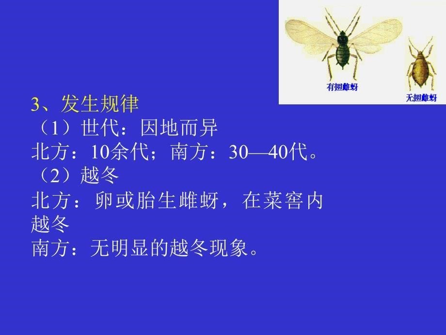 园林昆虫-刺吸性害虫ppt课件教学教程_第5页