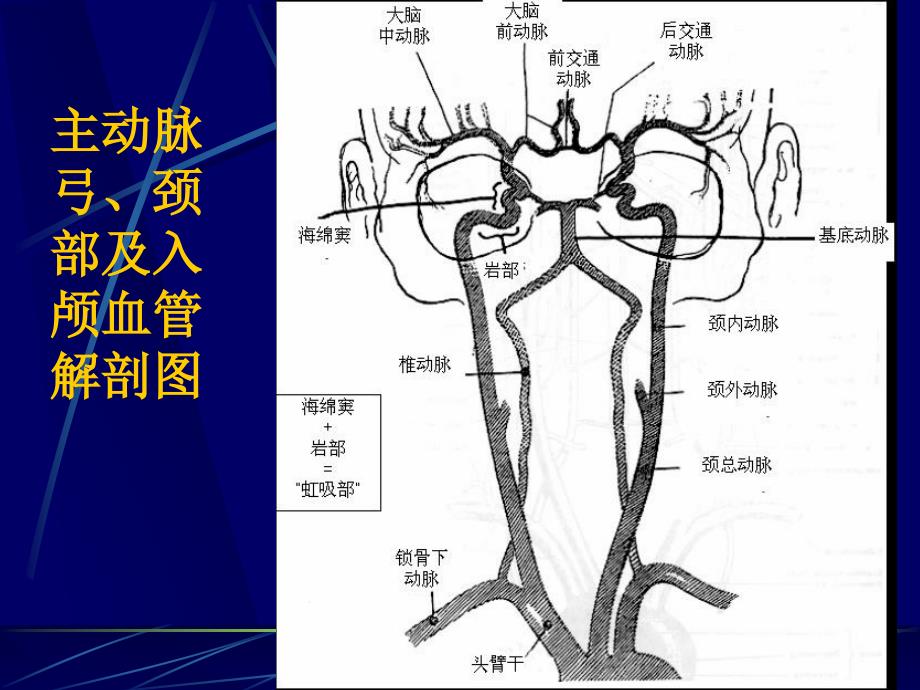 脑血管解剖及造影术_第2页