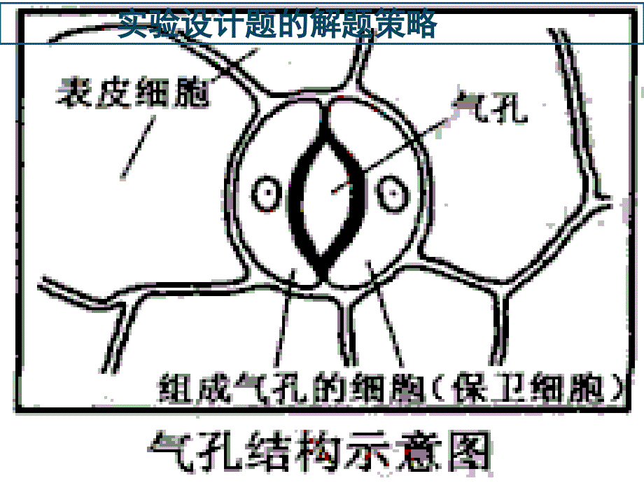 高三生物实验设计题的解题策略_第2页