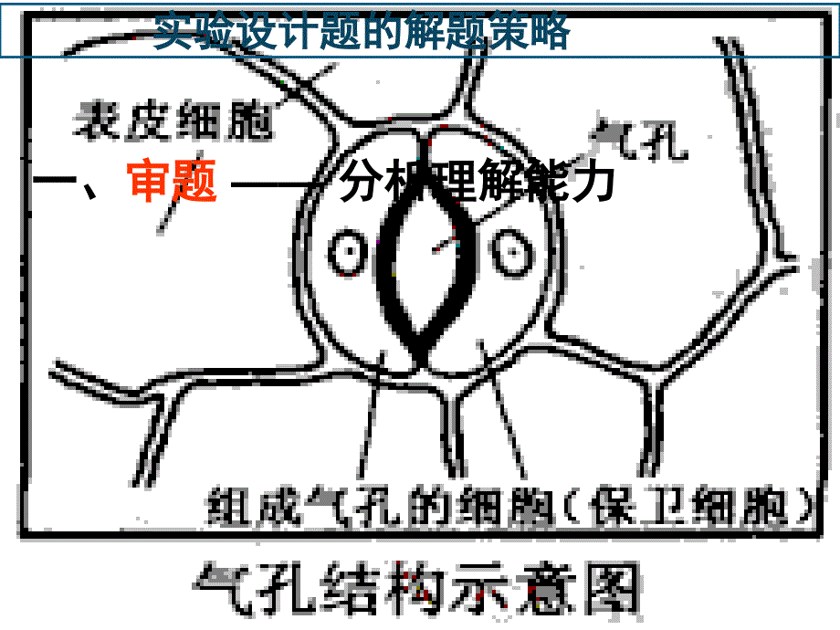 高三生物实验设计题的解题策略_第3页