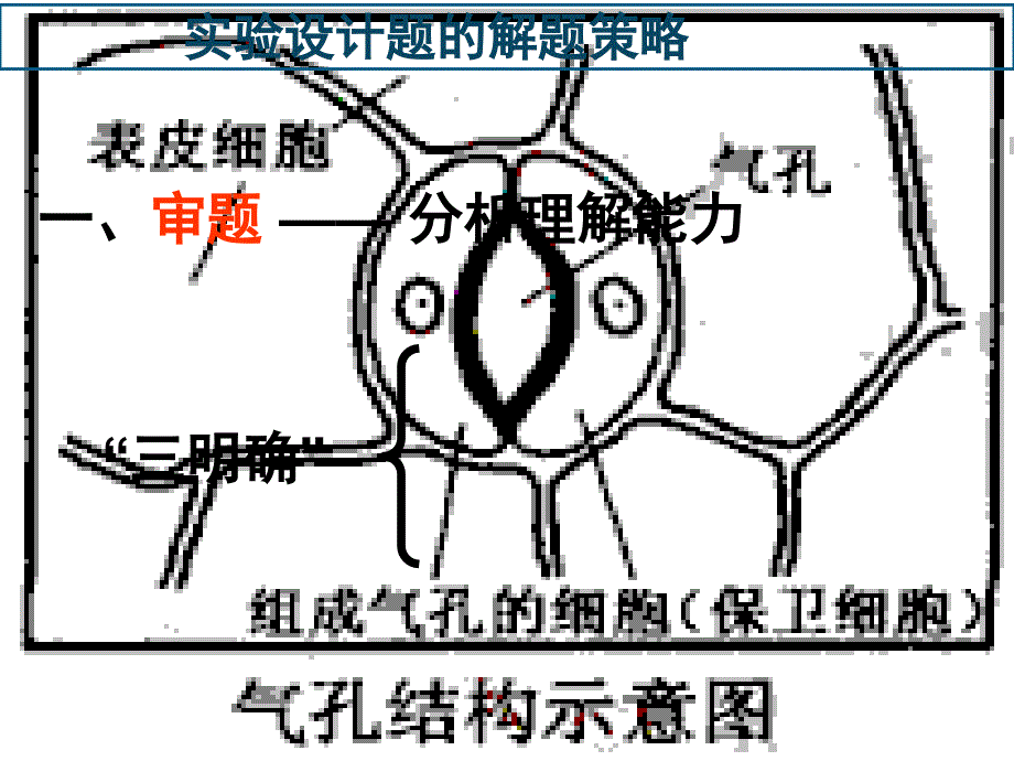 高三生物实验设计题的解题策略_第4页