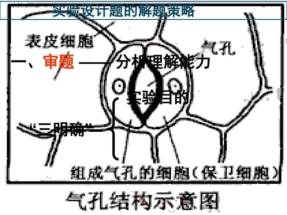 高三生物实验设计题的解题策略_第5页