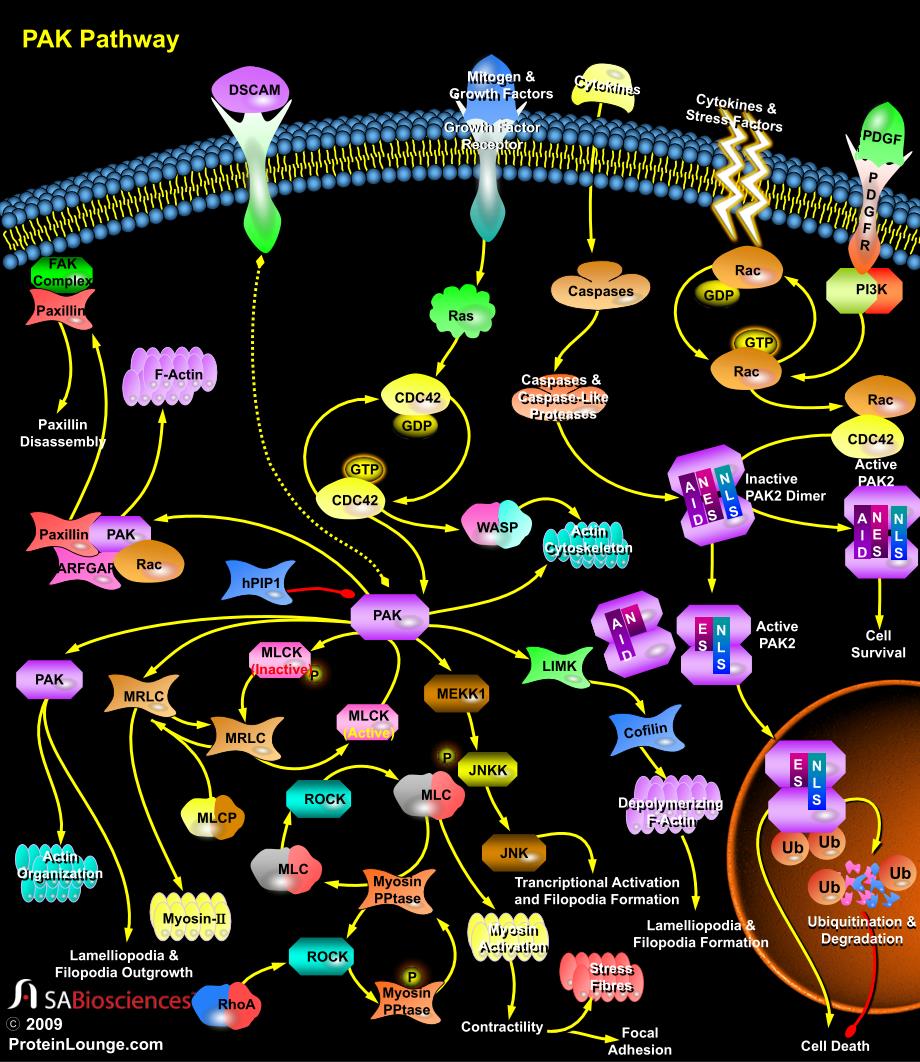 细胞信号通路课件：PAK_Pathway_第1页