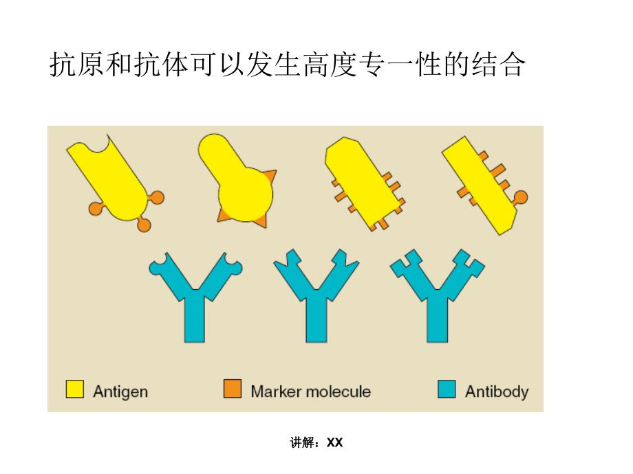 免疫学检测技术_第3页