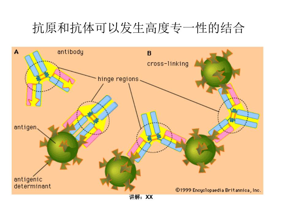 免疫学检测技术_第4页