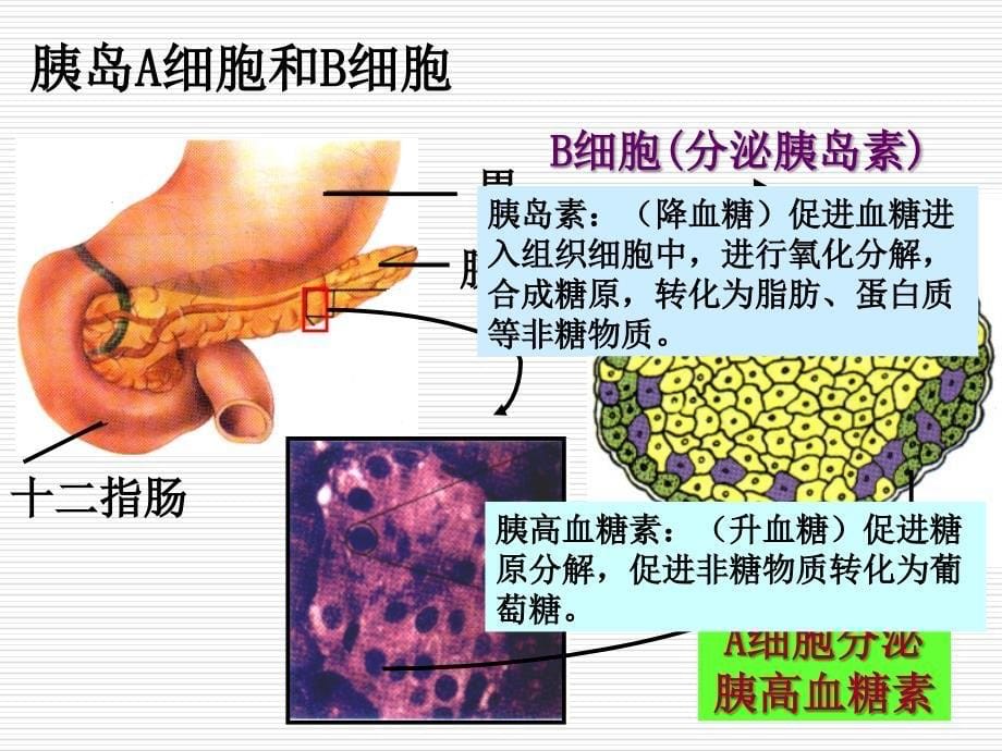 通过激素的调节ppt_第5页