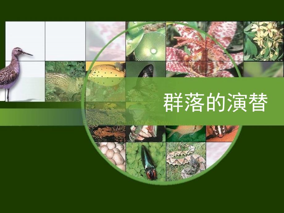 河北省抚宁县第六中学高中生物 4.4 群落的演替课件 新人教版必修3_第1页