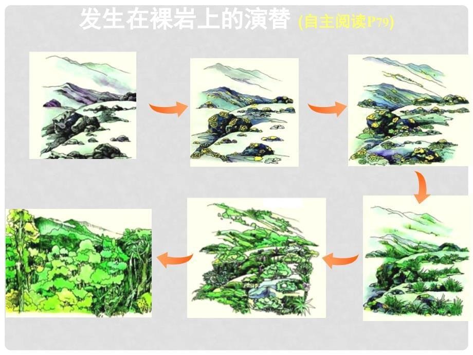 河北省抚宁县第六中学高中生物 4.4 群落的演替课件 新人教版必修3_第5页