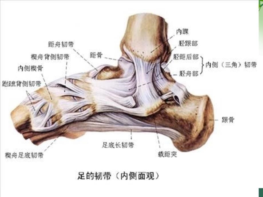 三踝骨折手术配合_第5页