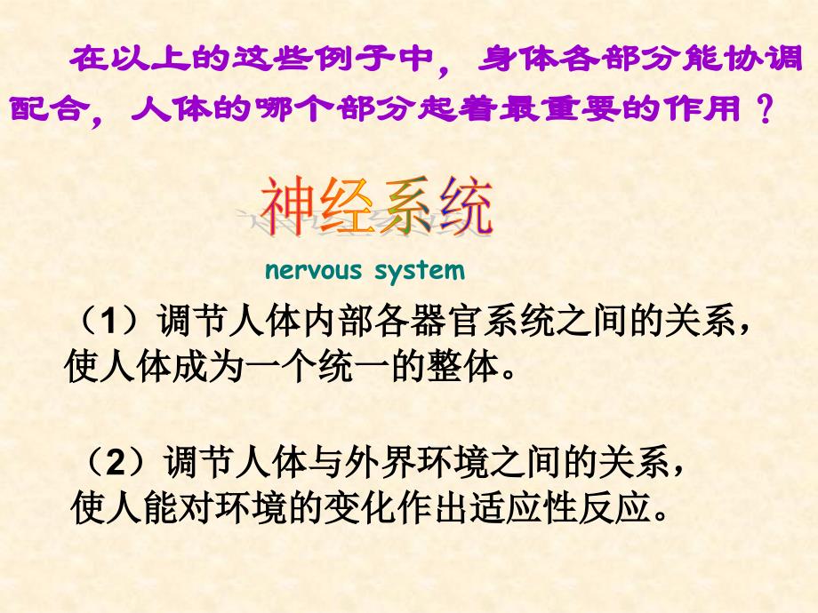 七下462神经系统的组成_第3页