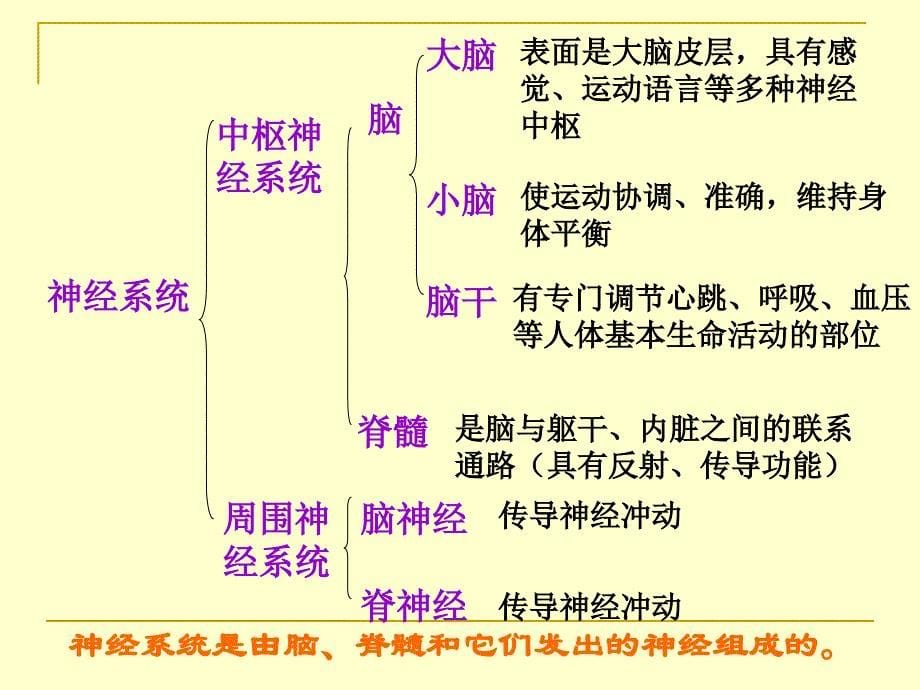 七下462神经系统的组成_第5页