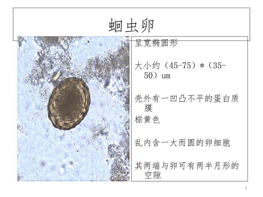 寄生虫学虫卵总结及图片PPT精选文档_第1页