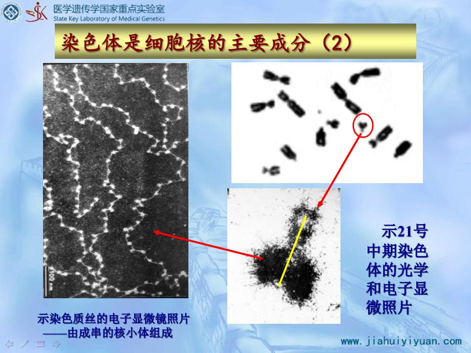 染色体畸变的类型和形成机理打印版_第3页