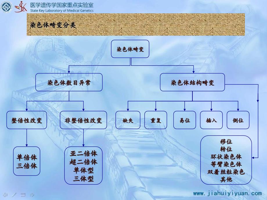 染色体畸变的类型和形成机理打印版_第4页