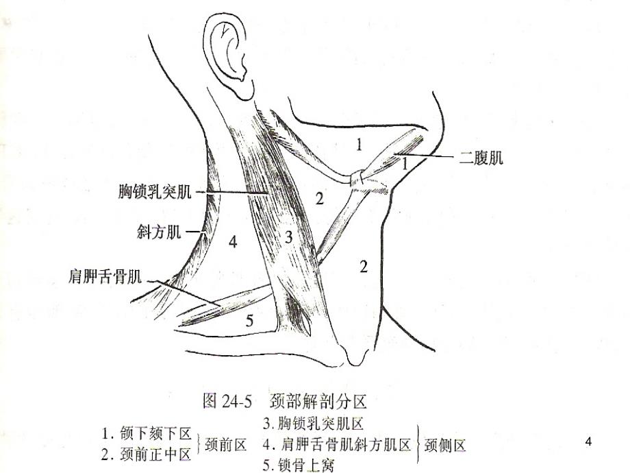 优质课件颈部肿块的诊断和鉴别诊断_第4页