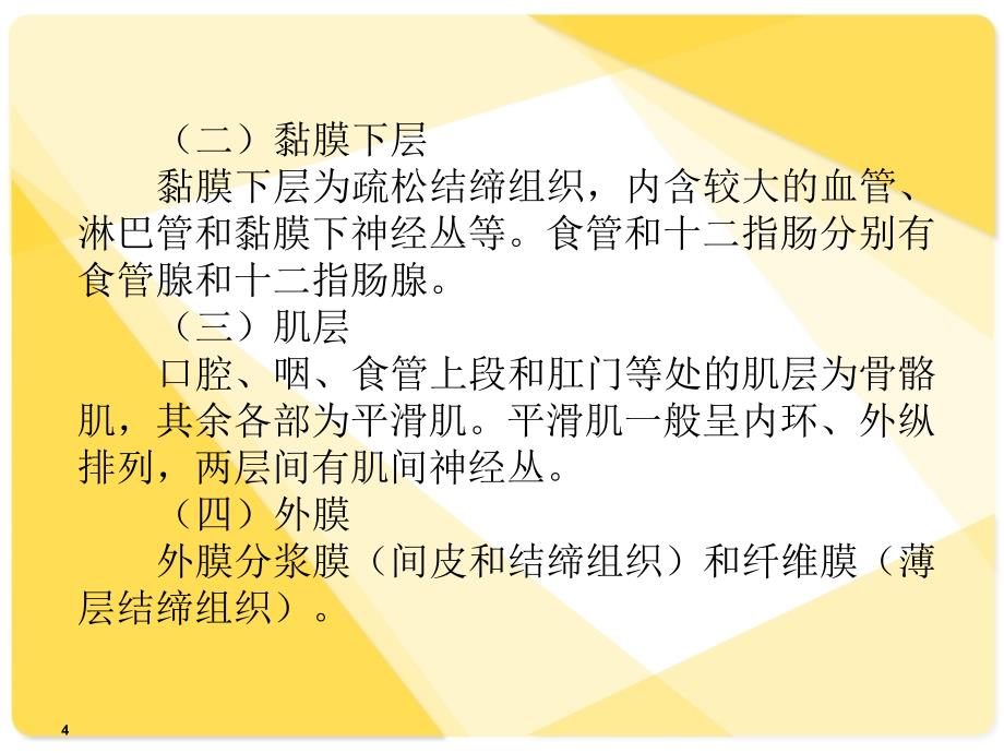 解剖学课件：消化系统_第4页