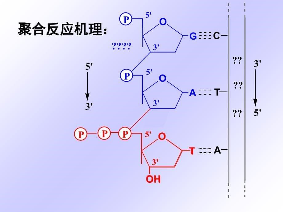 DNA复制的酶学PPT课件_第5页