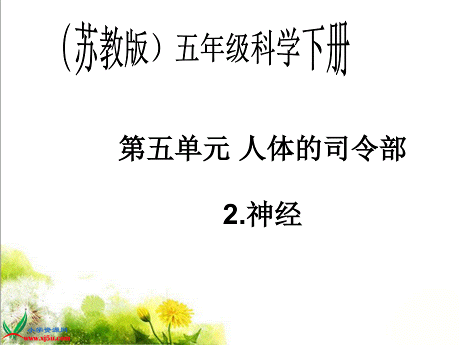 苏教版小学科学五年级下册《神经》课件_第1页