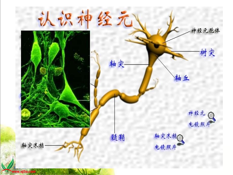 苏教版小学科学五年级下册《神经》课件_第4页